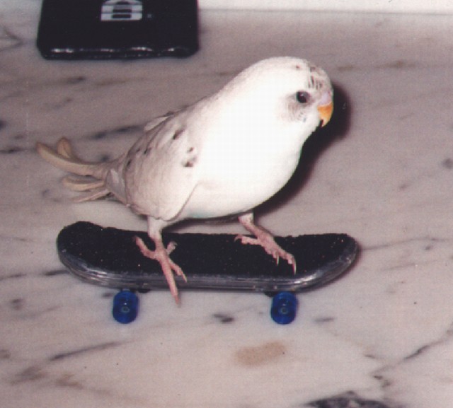 Pirikito Skate